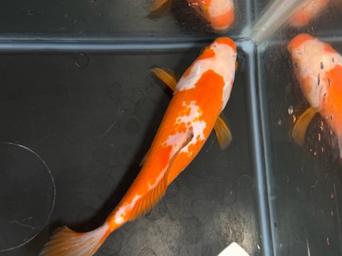 更紗和金フナ尾