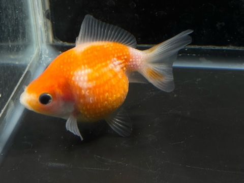 ピンポンパール⑤