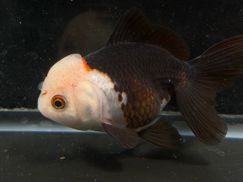 トリカラーオランダ　9cm