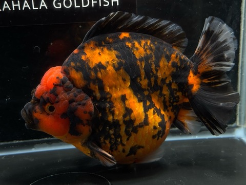 ダルマタイガーオランダショートテール　15cm