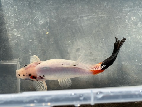 キャリコ和金フナ尾(変わり柄)