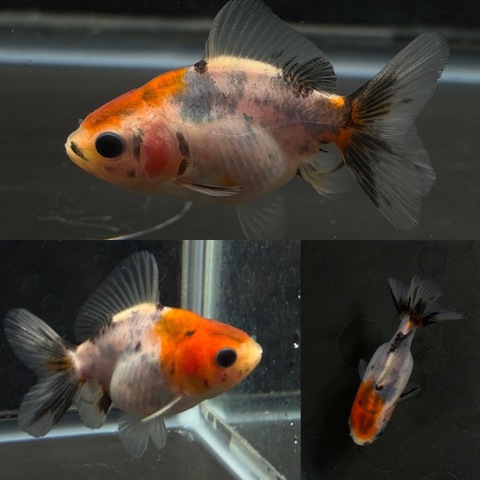 東錦ローズテール　約7cm　t-9