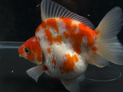 桜琉金ショートテール　13cm