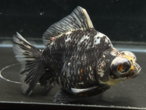 キャリコ出目ショートテール　c-2