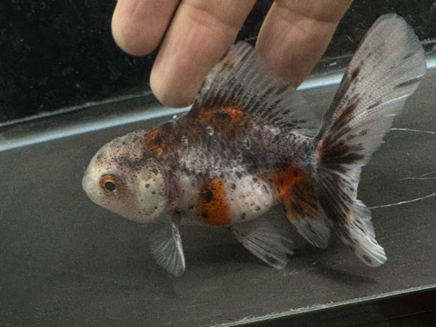 五色オランダハーフムーンテール　7-8cm　a-4