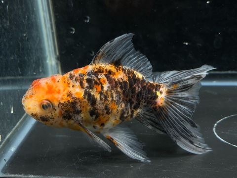 ドラゴンスケール東錦　12cm