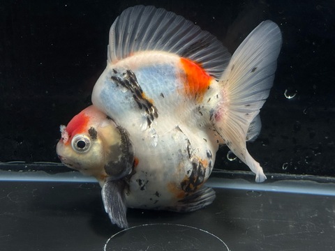 キャリコ琉金ショートテール　13cm