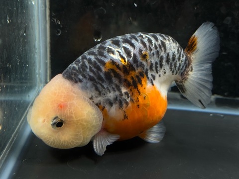 ドラゴンスケール五色江戸錦スモールテール　10.5cm