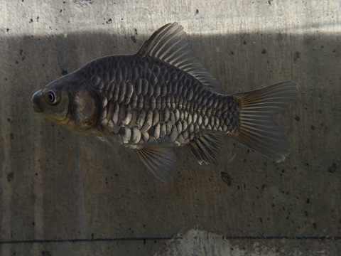 ドラゴンスケール青銀鱗フナ尾　10-11cm  ①