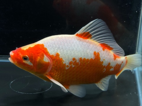 紅白鮒金　20cm   f-5