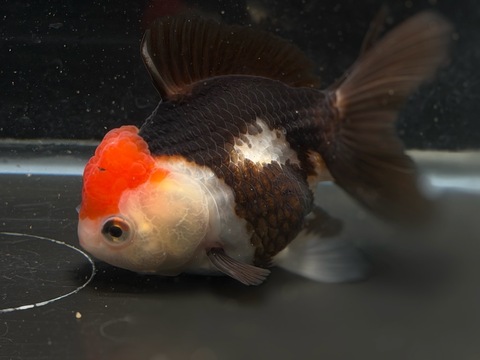 トリカラーオランダ　10cm