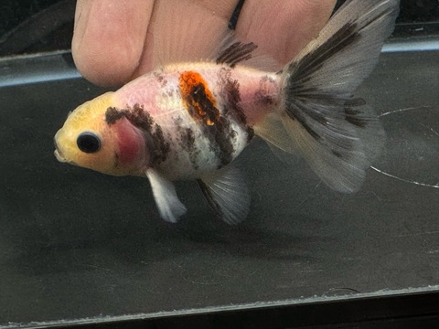 キャリコオランダハーフムーンテール　7-8cm  a-9