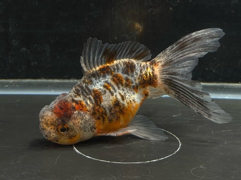 ドラゴンスケール五色東錦　11.5cm  b-3