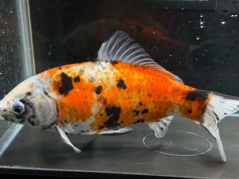 墨和金フナ尾　e-6