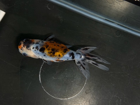 京錦　11.5cm