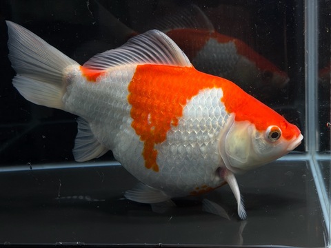 サバ尾　28cm