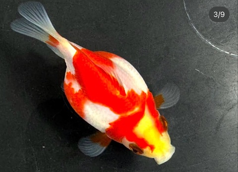 玉さば・さば尾の商品一覧 | 金魚専門店 カハラ