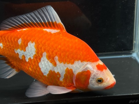 紅白鮒金　24cm   a-2