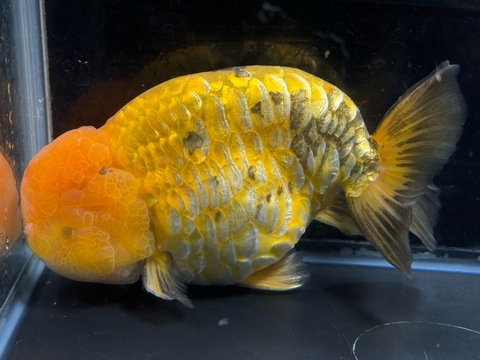 ドラゴンスケールらんちゅう　17cm