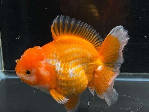 更紗オランダローズテール　13cm