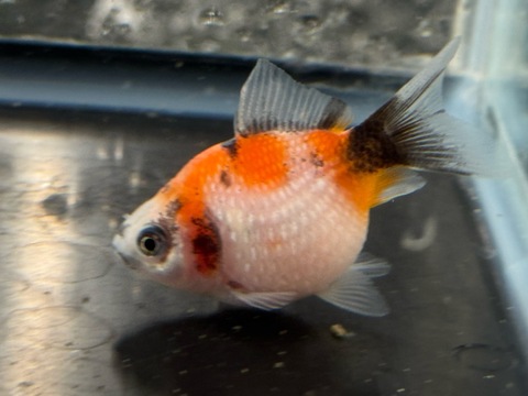 ちょうちんパール