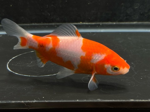 ミロク和金フナ尾　⑤