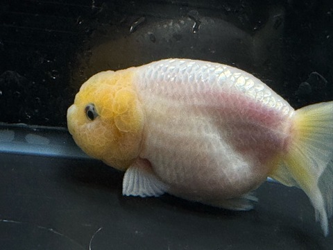 白紅葉らんちゅう　11cm