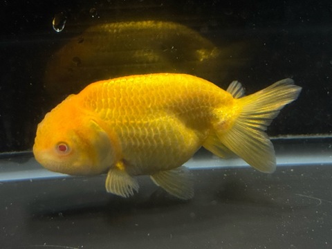 アルビノらんちゅう　8cm