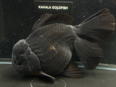 黒オランダブロードテール　19cm