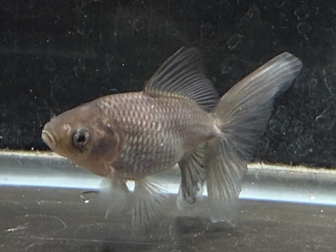 いぬび(青紅葉/網透明鱗)  8.5cm  c-11