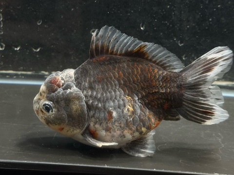 五色オランダショートテール　13cm