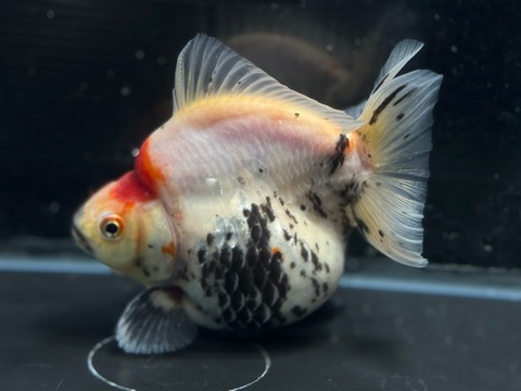 トリカラー琉金ショートテール　13.5cm