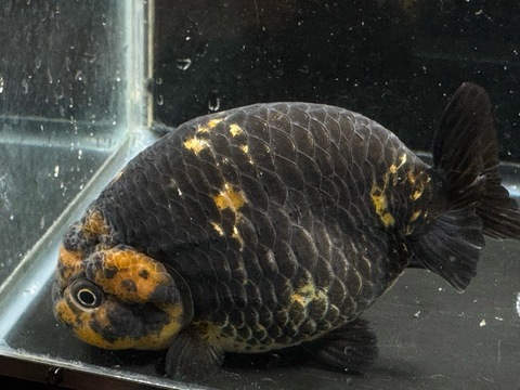 タイガーらんちゅうスモールテール　11cm