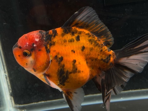 東錦ローズテール  d-3