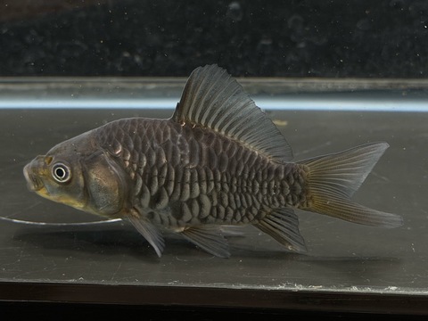 ドラゴンスケール青銀鱗フナ尾　9cm   a-1