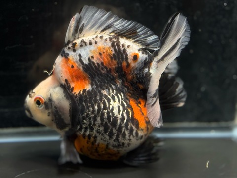 トリカラー琉金ショートテール　13.5cm
