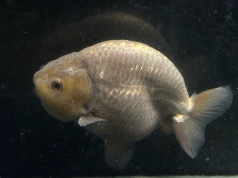 瑪瑙らんちゅうスモールテール　10cm