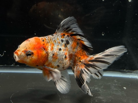 東錦ベールテール　14cm