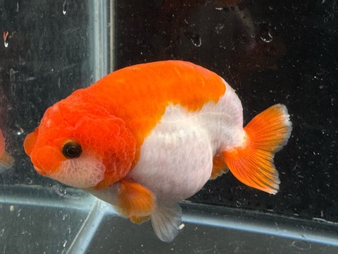 更紗紅葉らんちゅうスモールテール　n3