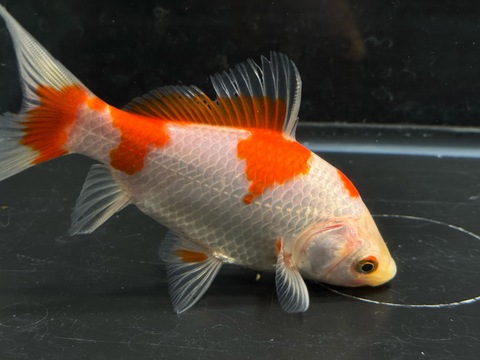 ミロク和金フナ尾　②