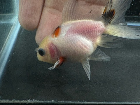 キャリコオランダハーフムーンテール　7-8cm　a-7