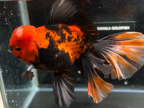 虎オランダローズテール19.5cm
