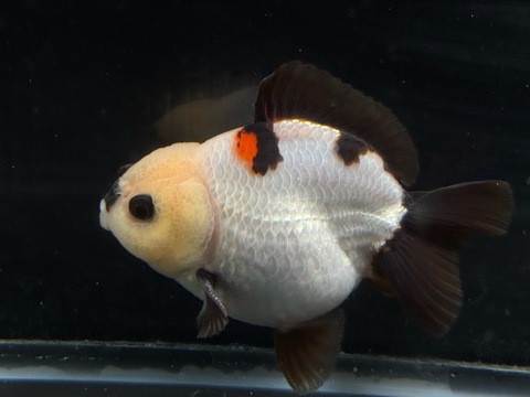 トリカラーオランダショートテール　a-1