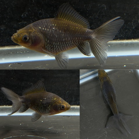 いぬび(青紅葉/網透明鱗)  7cm  b-9