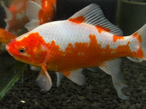 紅白鮒金　20cm   f-5