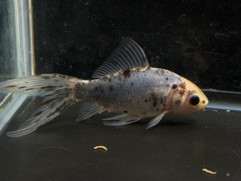 朱文金 12cm  ①
