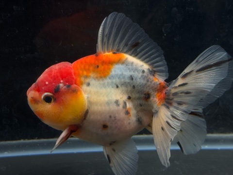 東錦ローズテール  d-2