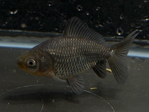 いぬび(青紅葉/網透明鱗)  7cm  c-10