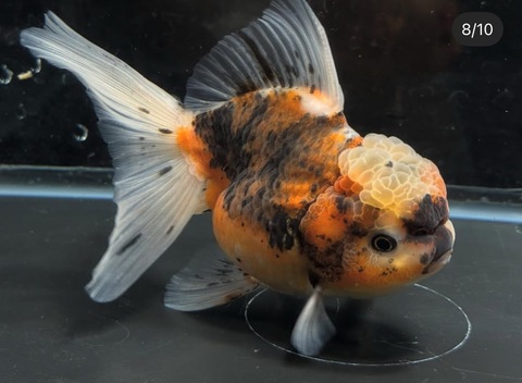 キャリコオランダ　12cm