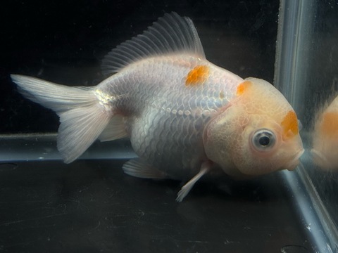 プラチナオランダショートテール　9cm